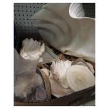 Seashells