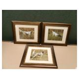Bird Dog Photos; (3)