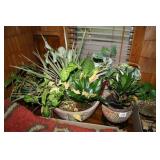Various Plants in pots; succulents & house plants
