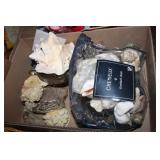 Seashells, Conch shell with coin slot cut into it