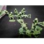 vintage plastic green military toy figures 50+