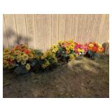 Decorative Fake Flowers in pots/planters