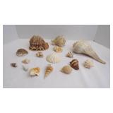 Lot of Assorted Sea Shells