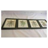 4 Vintage Botanical Herb Prints by Peggy Abrams