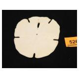 Sand Dollar; 4½" diam.