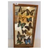 Mounted Butterflies in Wood Frame