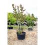 Crepe Myrtle Tree  45 Gal.
