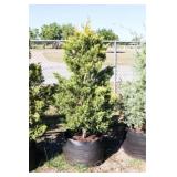 Golden Leyland Cypress