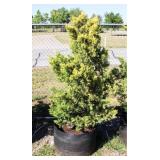 Golden Leyland Cypress