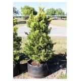 Golden Leyland Cypress