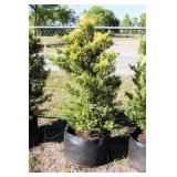Golden Leyland Cypress