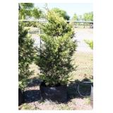 Golden Leyland Cypress