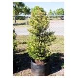 Golden Leyland Cypress