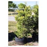 Golden Leyland Cypress