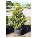 Golden Leyland Cypress