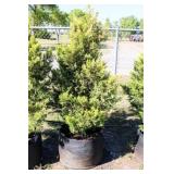 Golden Leyland Cypress