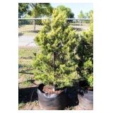 Golden Leyland Cypress