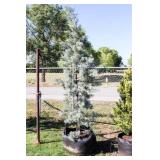Pyramid Blue Ice Cypress