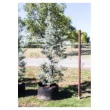 Pyramid Blue Ice Cypress