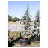 Pyramid Blue Ice Cypress