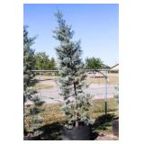 Pyramid Blue Ice Cypress