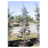 Pyramid Blue Ice Cypress