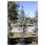 Pyramid Blue Ice Cypress