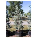 Pyramid Blue Ice Cypress