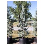 Pyramid Blue Ice Cypress