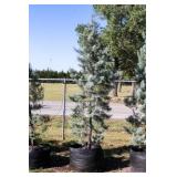 Pyramid Blue Ice Cypress