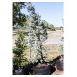 Pyramid Blue Ice Cypress