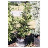 Green Leyland Cypress