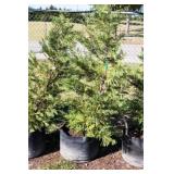 Green Leyland Cypress