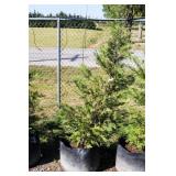 Green Leyland Cypress