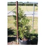 Green Leyland Cypress