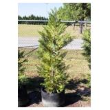 Green Leyland Cypress