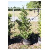 Green Leyland Cypress