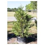 Green Leyland Cypress