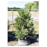 Green Leyland Cypress