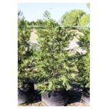 Green Leyland Cypress
