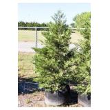 Green Leyland Cypress
