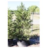 Green Leyland Cypress