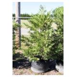 Green Leyland Cypress