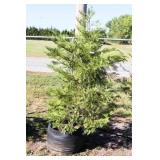 Green Leyland Cypress