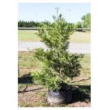Green Leyland Cypress