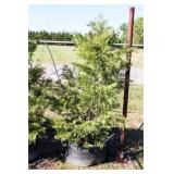 Green Leyland Cypress