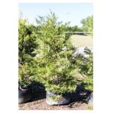 Green Leyland Cypress