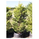 Golden Leyland Cypress