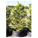 Golden Leyland Cypress