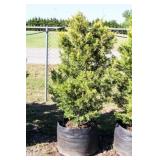 Golden Leyland Cypress